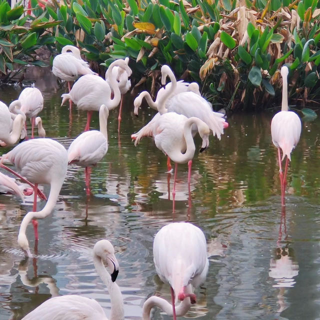 【金澤動物園】可愛動物表演，充實又開心的遊覽體驗！