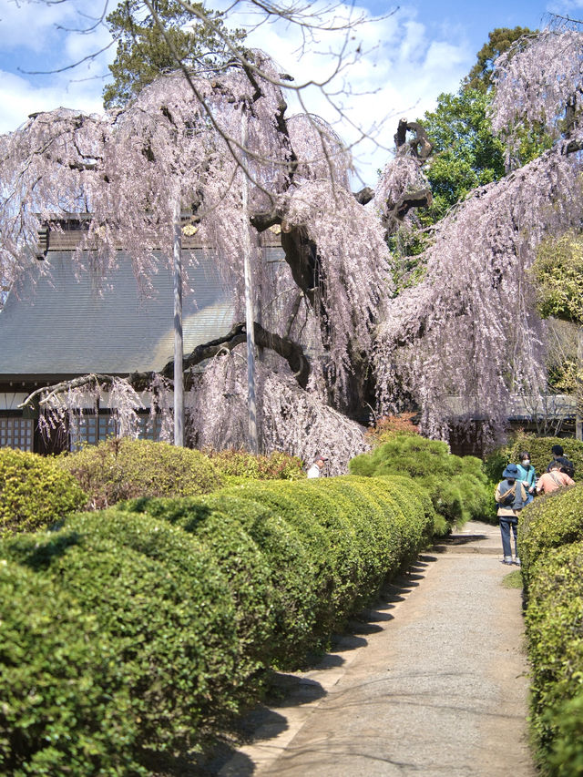 【山梨・桜】混雑回避はココ‼️樹齢330年のイトザクラに酔いしれよう🥰