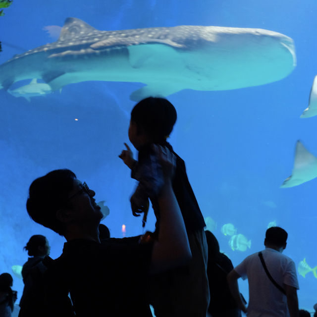 【 暢玩全球最大的海洋主題公園 】