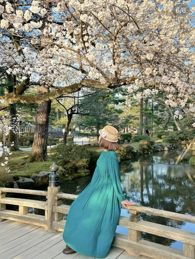 桜🌸×お城🏯×庭園🍃見逃したくない！金沢のお花見🌸 