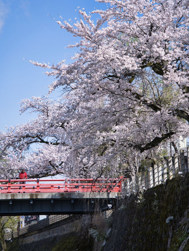 【岐阜・桜】岐阜観光の定番「飛騨高山」に桜🌸※周辺観光情報付き