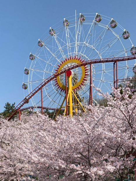 떠오르는 벚꽃 명소 김해가야랜드 