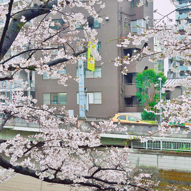 🌸Edogawabashi Park, Bunkyo, Tokyo 東京 