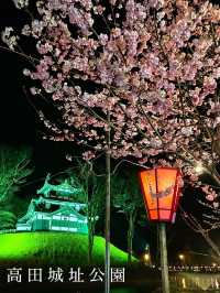 【新潟】一度は行きたい日本三大夜桜の観桜会