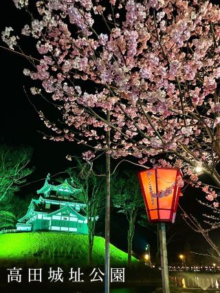 【新潟】一生必訪的日本三大夜櫻觀賞會