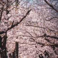 Beautiful CherryBlossomof YeouidoHangang Park