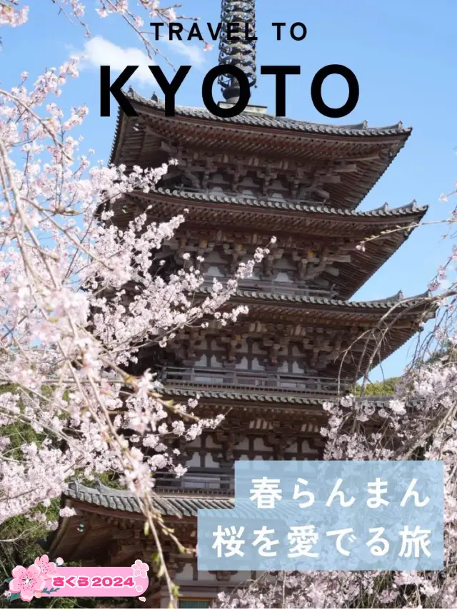 【絶対に見ておきたい桜】京都でいち早く見頃を迎えるスポット