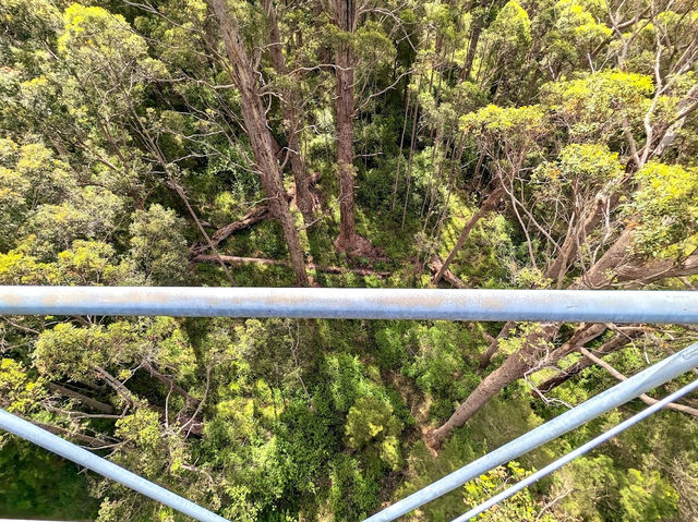 Valley of the Giants Tree Top Walk