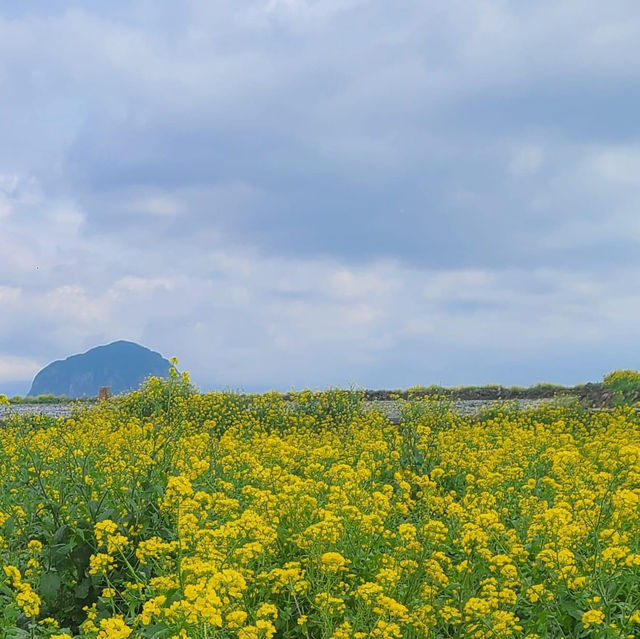 Beautiful Cherry Blossom of Sanbangsan Jeju