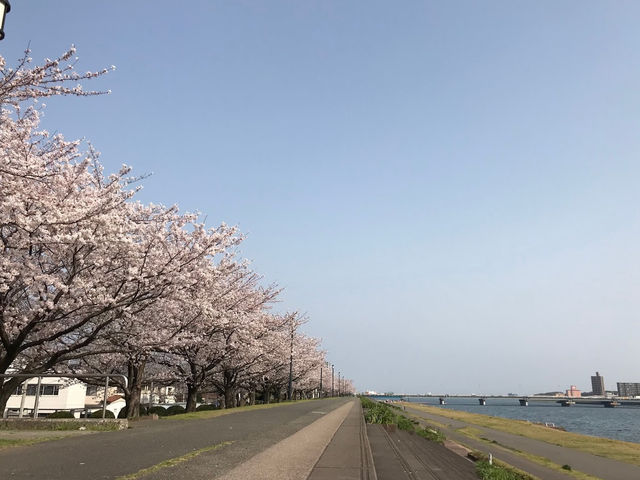 🌸【日韓春天好去處】大分川沿岸櫻花走廊，享受春天的美好時光