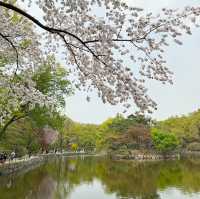 🌸【首爾春天賞花】🌸昌慶宮：百花爭鳴，感受春日生機。適合春季遊覽