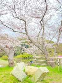 【2024年桜】明石城跡（明石公園）