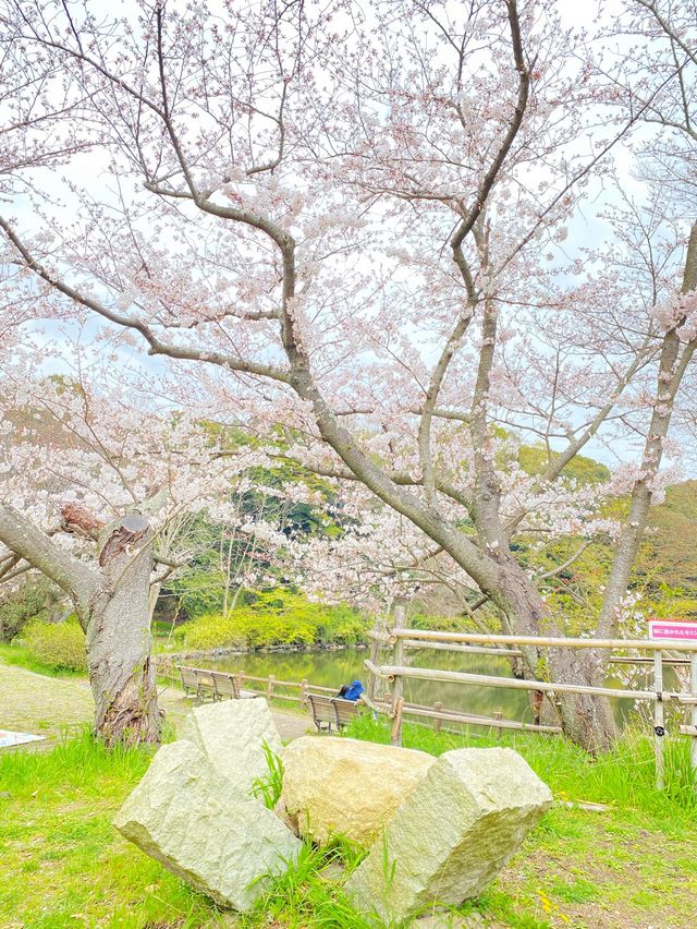 【2024年桜】明石城跡（明石公園）
