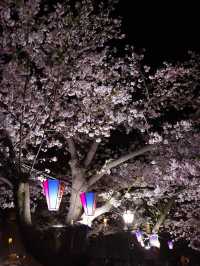 도쿄 벚꽃명소 스미다강