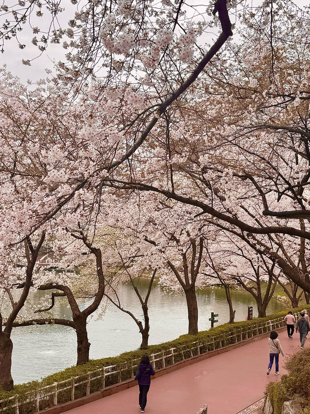 【韓国・蚕室】ソウルの桜の名所・石村湖で見る桜