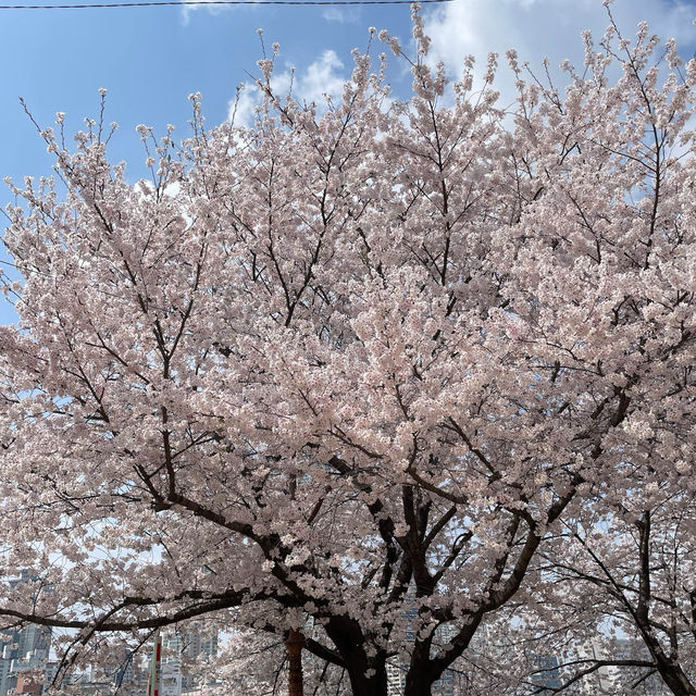 오목교って知ってる？ #さくら2024