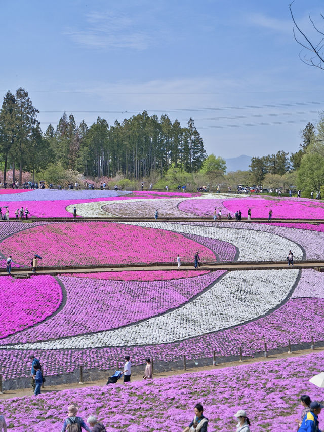 【埼玉】GWのスタートを特急列車に乗って行こう‼️秩父にあるピンクの絶景✨※ほか観光情報付き