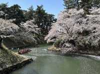 弘前公園櫻花適合春天遊玩