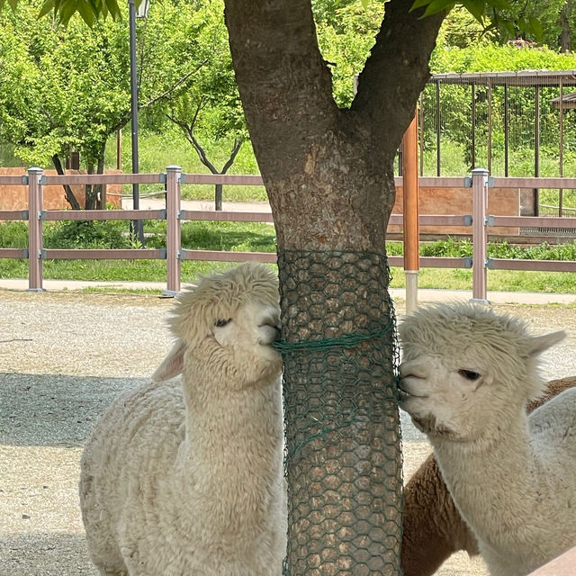 💚5월의 싱그러움과 잘 어울리는 📍안성팜랜드📍로 초대합니다💚
