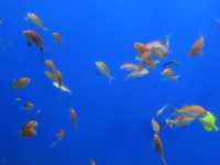 【大阪海遊館】🌊聚集南北半球海洋生物🌊，非常推薦的親子活動‼️