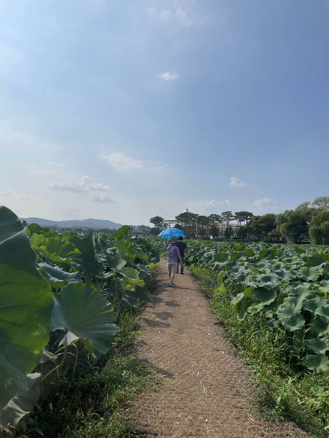 전라남도 무안 회산 백련지 가볼만한 곳 연꽃 명소 추천🪷