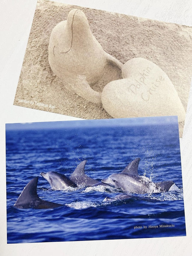 【天草観光】イルカに会える可能性90%以上🐬天草イルカウォッチング🐬
