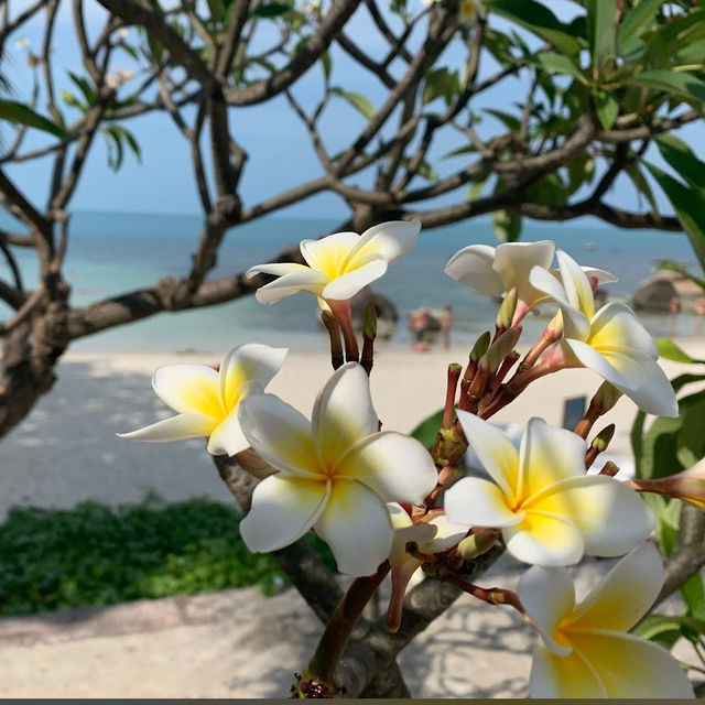 🏖️หาดลับบนเกาะสมุย Silver Beach Resort