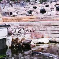 《丹麥🇩🇰 哥本哈根動物園 Copenhagen Zoo》 親子遊好去處