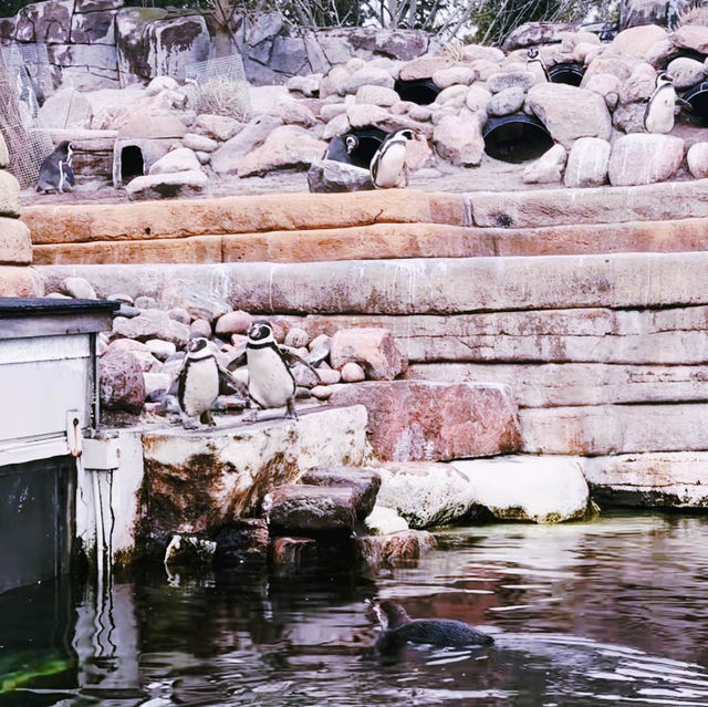 《丹麥🇩🇰 哥本哈根動物園 Copenhagen Zoo》 親子遊好去處
