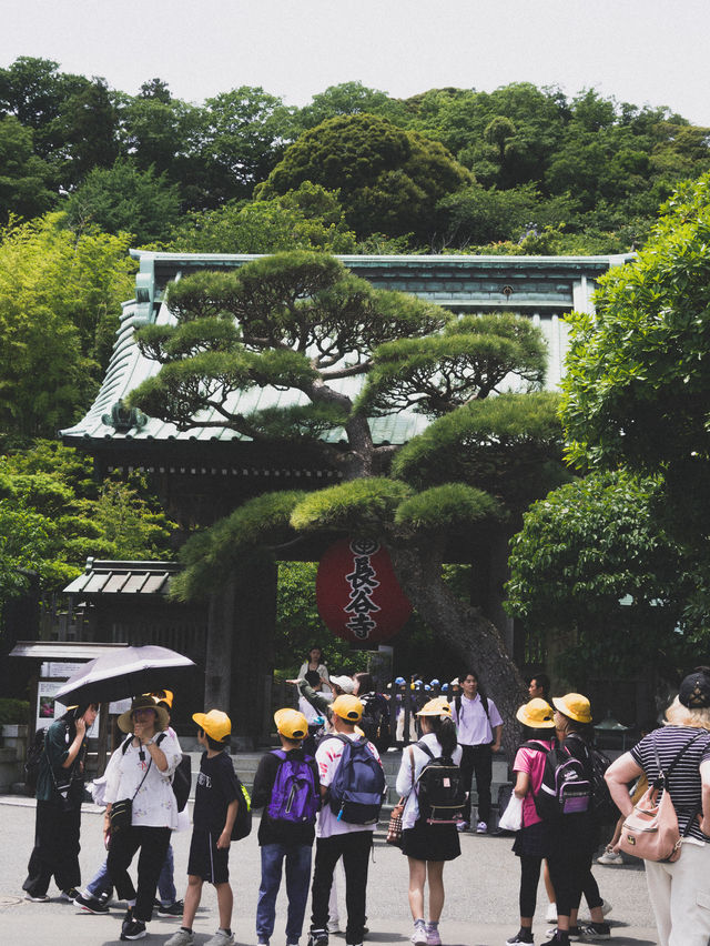 【鎌倉/長谷寺】高台から見る海と紫陽花は天国のよう