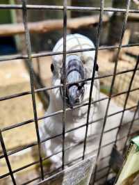 Ballarat Bird World