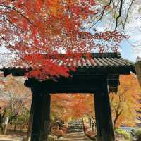 【福岡観光】黒門周辺のかえでが見頃だった