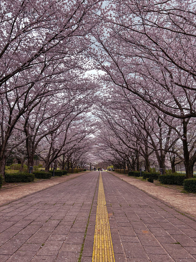 Hidden sakura park away from the Tokyo crowds