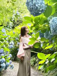 【鎌倉】1度は行きたい！紫陽花の名所