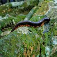 Adventurous jungle trekking at Gunung Lambak, Kluang