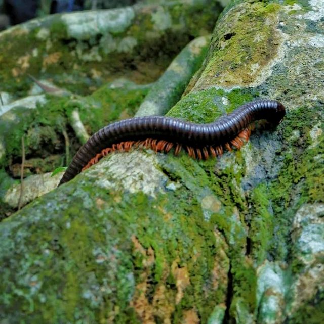 Adventurous jungle trekking at Gunung Lambak, Kluang