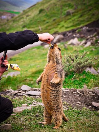 Encountering Prairie Dogs in Dandu Town, Sichuan: A Charming Wildlife Experience