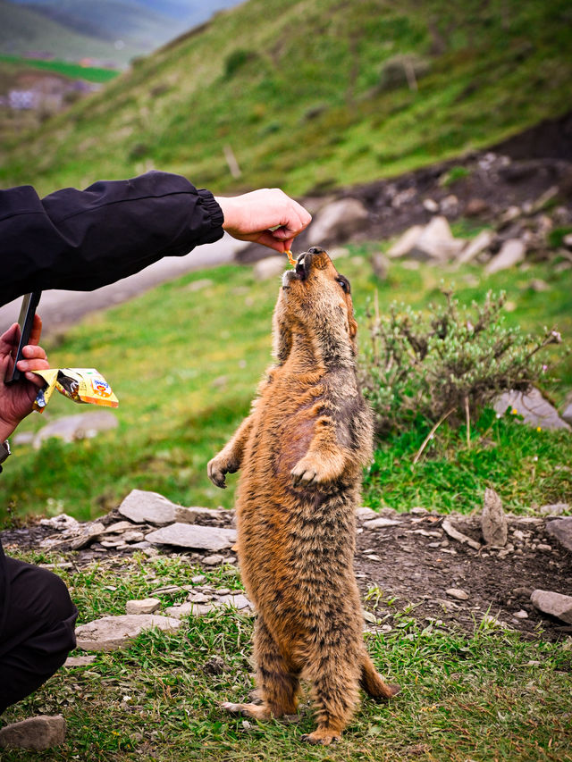 Encountering Prairie Dogs in Dandu Town, Sichuan: A Charming Wildlife Experience