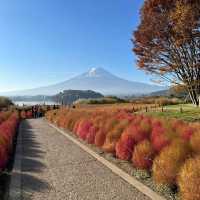 Serenity by Oishi Park Lake Kawaguchiko