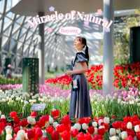 🌷สวนดอกไม้เมืองหนาวที่ใหญ่ที่สุดในประเทศไทย🌹
