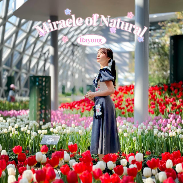 🌷สวนดอกไม้เมืองหนาวที่ใหญ่ที่สุดในประเทศไทย🌹