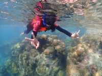 ดำน้ำ ดูปลานีโม่ @เกาะจาน แสมสาร จ.ชลบุรี