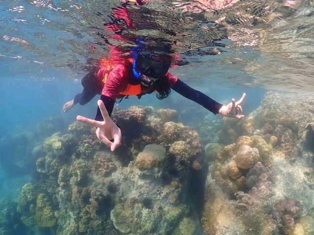 ดำน้ำ ดูปลานีโม่ @เกาะจาน แสมสาร จ.ชลบุรี