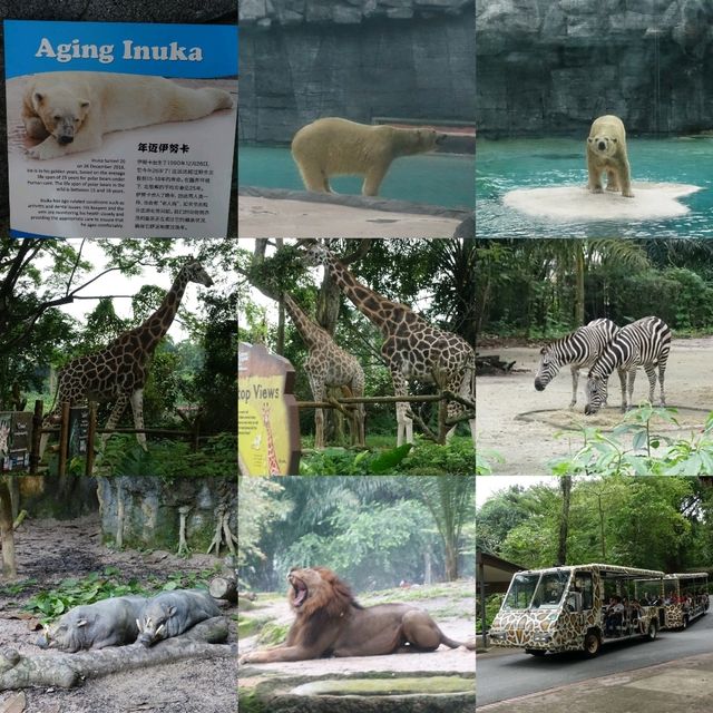 🦦🦧🦍🐟🐗新加坡奇妙野生動物園🦒🦘🐘🦚🐿️