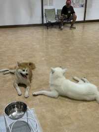 【秋田】忠犬ハチ公の故郷🐕