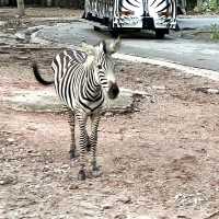 清邁夜間野生動物園-日夜都可以過來的夜更動物園