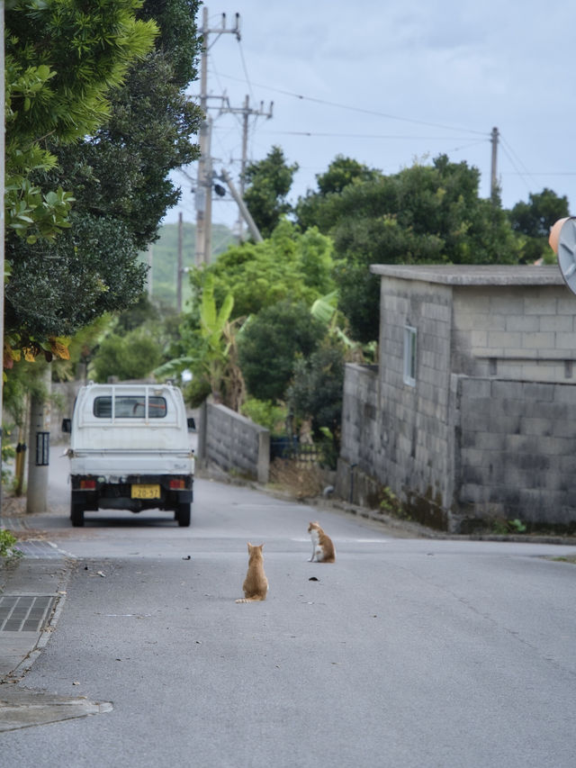 【沖縄】あの朝ドラのロケ地として人気！