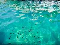 NICE & MONACO 1 day leisure trip with great oyster