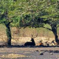 Baluran National ParkTaman Nasional Baluran