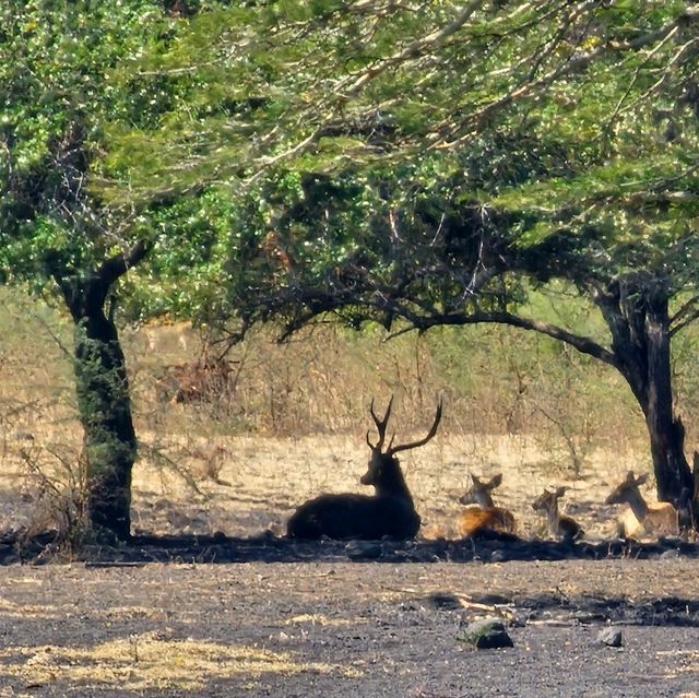 Baluran National ParkTaman Nasional Baluran